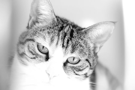 cute cat waiting for the vet