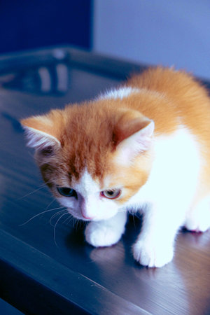cute cat