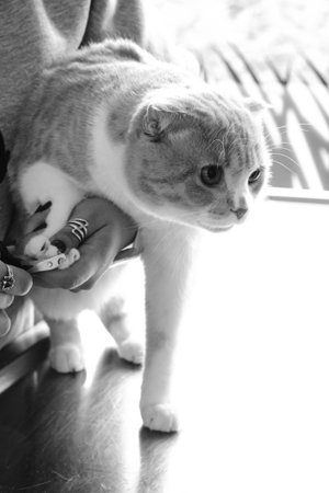 cute cat