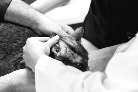 cute catの写真素材