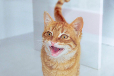 cute cat