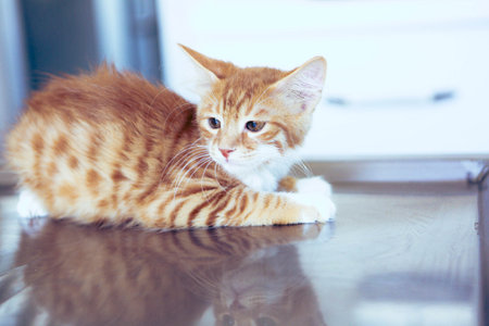 cute catの写真素材