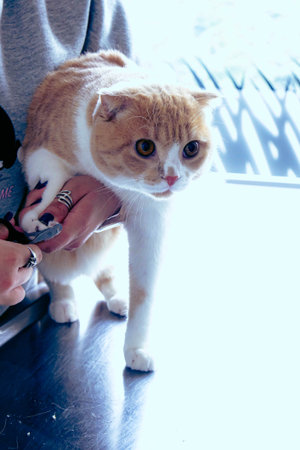 cute catの写真素材