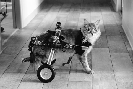 sick catの写真素材