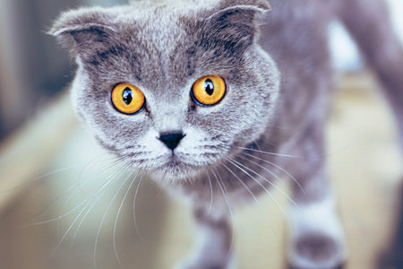 cute catの写真素材