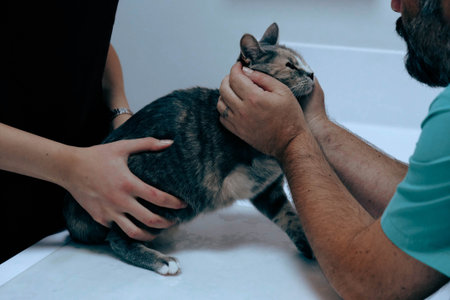 sick cat waiting for the vet