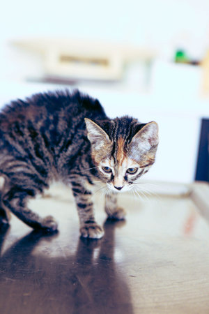 cute cat