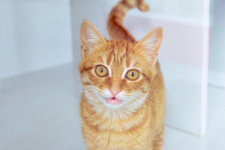 cute catの写真素材