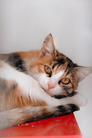 cute cat