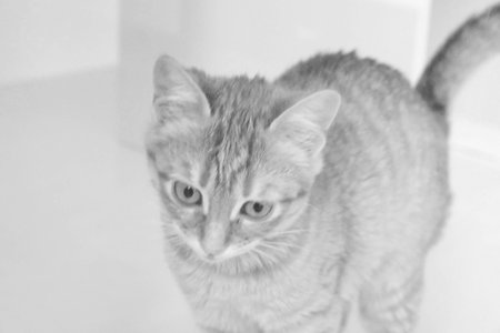 cute catの写真素材