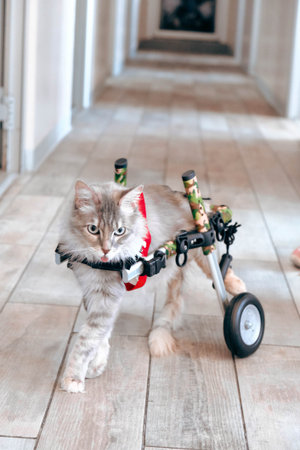 cute catの写真素材