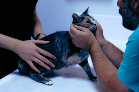 sick cat waiting for the vet