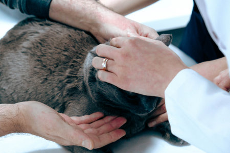 sick cat waiting for the vetの写真素材