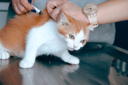 sick cat waiting for the vetの写真素材