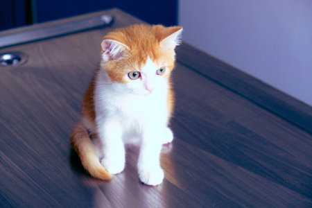 cute cat