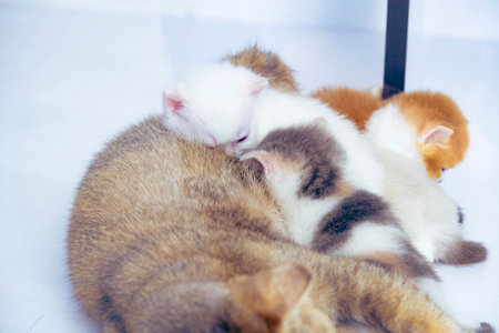 cute kittens