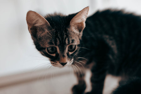 cute cat waiting for the vetの写真素材