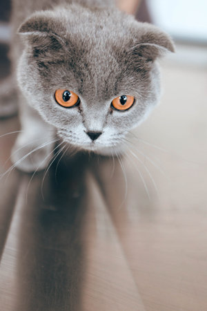 cute catの写真素材