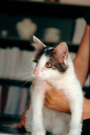 cute cat