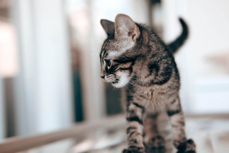 cute cat