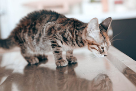 cute catの写真素材