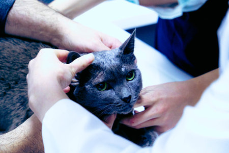 cute cat waiting for the vet