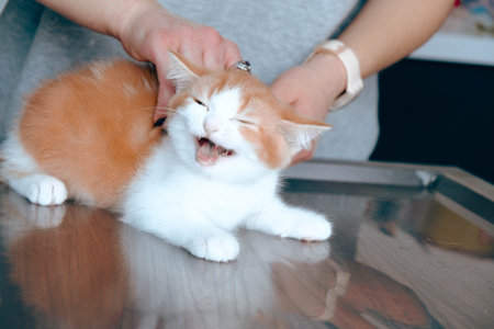 cute cat