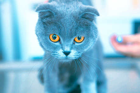 sick cat waiting for the vetの写真素材