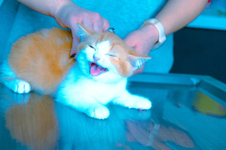cute cat