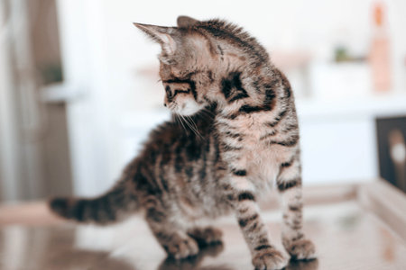 cute catの写真素材