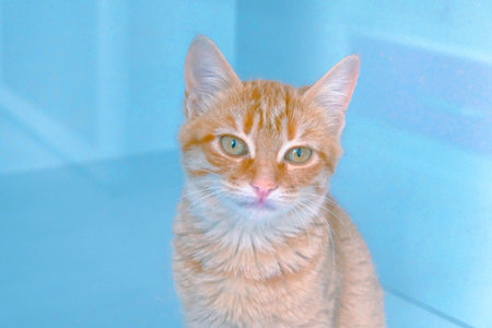 cute catの写真素材