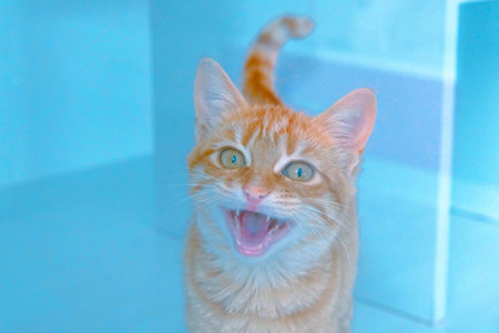 cute cat