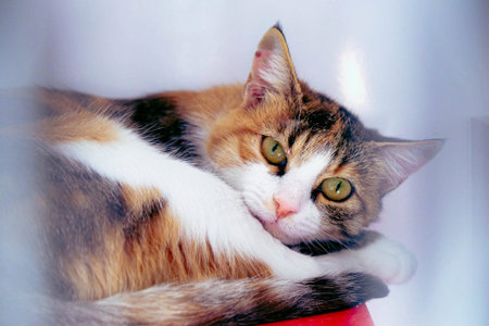 cute cat