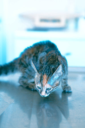 cute catの写真素材