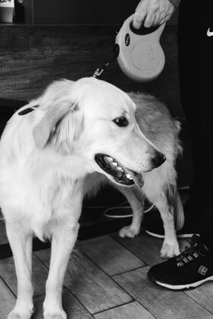 cute sick dog waiting for the vetの写真素材