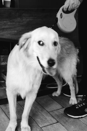 sick dog waiting for the vet