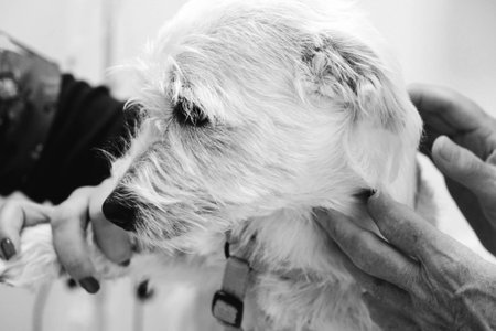 cute sick dog waiting for the vetの写真素材