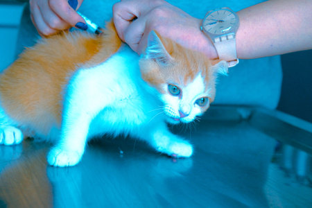sick cat waiting for the vet