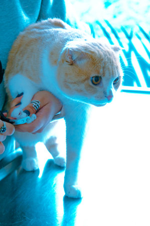 cute catの写真素材