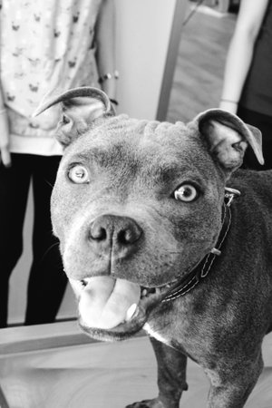 cute sick dog waiting for the vetの写真素材