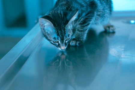 sick catの写真素材