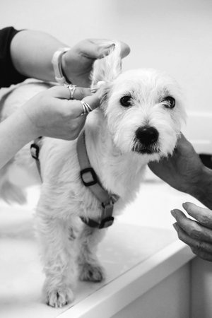 cute sick dog waiting for the vetの写真素材