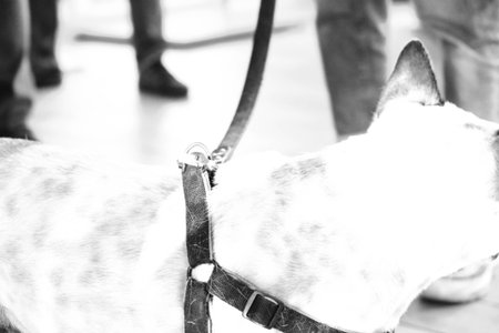 sick dog waiting for the vetの写真素材