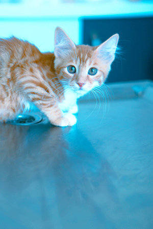 cute cat