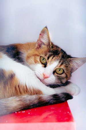 cute cat