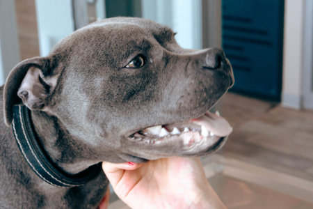 cute dog waiting for the vet