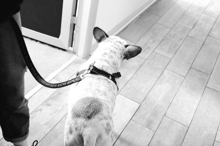 cute dog waiting