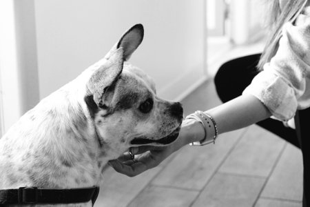 cute dog waitingの写真素材