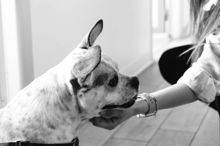 sick dog waiting for the vetの写真素材