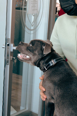 cute sick dog waiting for the vet